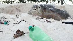 Giant tortoise passing plastic bottle on Aldabra News Clip