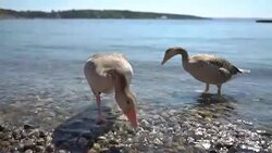 Wild migratory geese require food from tourists on the beach Stock Footage