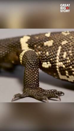Exploring the endangered Guatemalan beaded lizard Instructional Video