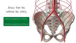 Neurovasculature of the ventral trunk Instructional Video