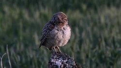 Burrowing Owl Stock Footage
