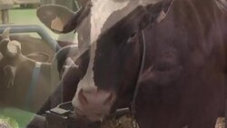 CLEAN : France: Final preparations ahead of the International Agricultural Show News Clip