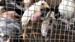 The Bruce Wayne of Florida’s Animal-Slaughter Underworld News Clip