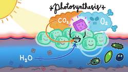 The Bacteria That Made Life Possible Is Now Killing Us Instructional Video