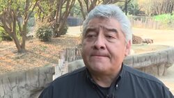 CLEAN : Conociendo a la nueva jirafa bebe mexicana News Clip