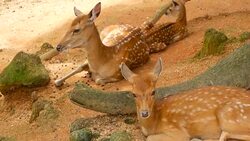 Wildlife scene. Beautiful young fallow whitetail deer, wild mammal animal in forest surrounding. Spotted, Chitals, Cheetal, Axis, Cervus nippon or Japanese deer grazing in natural habitat in the sun. Stock Footage
