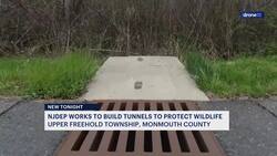 New Jersey’s wildlife tunnels ensure smallest creatures can safely cross the street News Clip