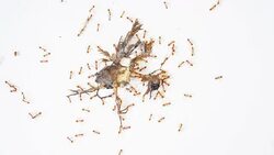 Ants eat dead carcasses. Stock Footage