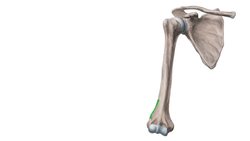 How to memorize bony landmarks Instructional Video