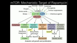 mTOR Part 2: Effect of Protein-feeding on mTOR Post-Exercise Instructional Video