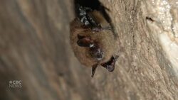 New plan will help species at risk in P.E.I.'s parks, historic sites News Clip