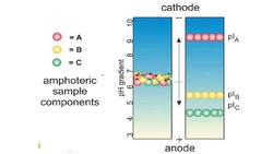 Isoelectric Focusing Gels Instructional Video