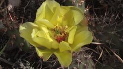 Bighorns at the Junction: predators in the ecosystem Instructional Video