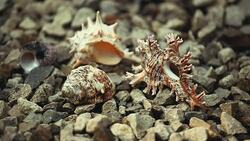 Seashell beach Sunlights hd footage Stock Footage