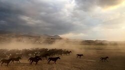 Yilki horses running Stock Footage