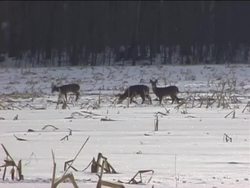 Migration and Hibernation: Animals Adjusting Instructional Video