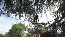 Goats graze in an argan tree Stock Footage