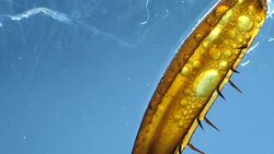 Legs of an Insect Stock Footage