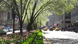 Cars go through both side of blooming tulips and street trees in median at Park Avenue at Midtown Manhattan New York NY USA on Apr 23 2018. Stock Footage