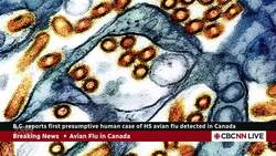 B.C. investigating 1st presumptive human case of avian flu caught in Canada News Clip