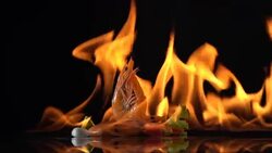 grill shrimp. Stock Footage