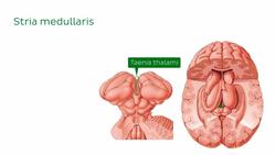 Thalamus Instructional Video