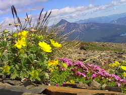 Plantas con flores: video de evaluación Instructional Video