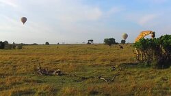 giraffe eating tree leaves in savanna at africa Stock Footage