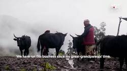 Chhurpi, the world’s hardest cheese from the Himalayas Instructional Video