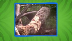 Orson the Black Jaguar: a Fan Favorite at the San Diego Zoo Instructional Video