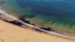 Marine Tragedy: Oil Spill Impact Revealed in Drone Footage Stock Footage