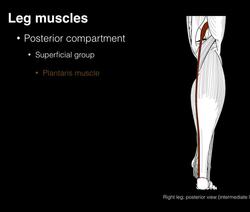 Posterior compartment leg muscles Instructional Video