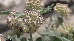Bumble Bees on flowers Stock Footage