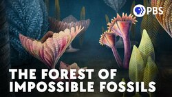 These Fossils Were Supposed To Be Impossible Instructional Video