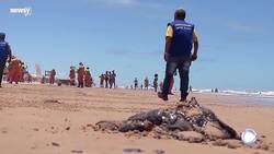 Bolsonaro: Brazil Is Not Responsible For Oil Spill News Clip