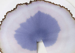 Forensics: Chromatography Instructional Video