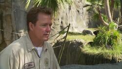 These Lucky Baby Bonobos Have a Big Bro to Show Them the Ropes Instructional Video