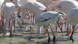 Group of pink flamingos in 4k Stock Footage