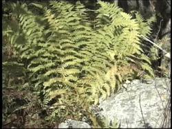 Plants in Our Lives: Spore-producing Plants Instructional Video