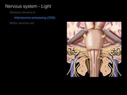 Cranial Nerves - Overview Instructional Video