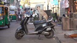 CLEAN : Ahmedabad prepares for Trump's India visit News Clip