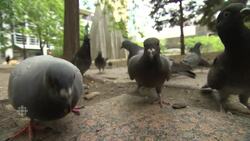 Pigeon vision helping in battle against cancer News Clip