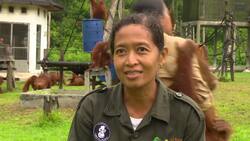 Orphaned orangutans cared for at Borneo rehabilitation center News Clip