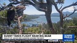 One of the famous Big Bear eaglets takes her first flight from Jackie and Shadow's nest News Clip