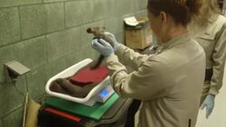 Weighing This Baby Aye Aye Is One of the Cutest Things You’ll See All Day! Instructional Video