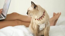 Sick Cat With Wound On Bed And Her Owner Use Laptop at home. Stock Footage