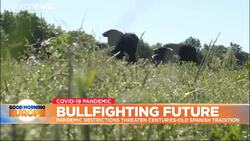 Could COVID-19 spell the demise of Spain's bullfighting tradition? News Clip