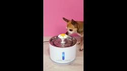 BEST GADGETS & HACKS FOR PET OWNERS #shorts Instructional Video