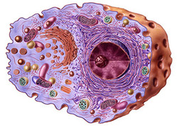 Vesicle Instructional Video
