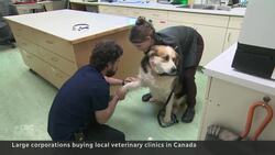 Corporate-owned vet clinics becoming the norm News Clip